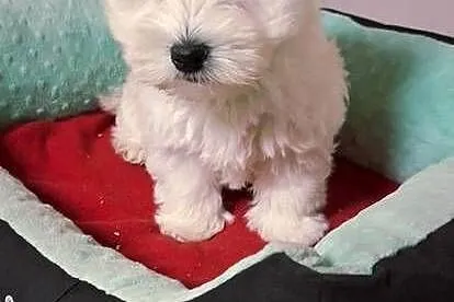 West Higchland White Terrier., Mazowieckie, Przysucha