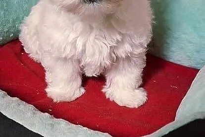 West Higchland White Terrier., Mazowieckie, Przysucha
