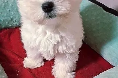 West Higchland White Terrier., Mazowieckie, Przysucha
