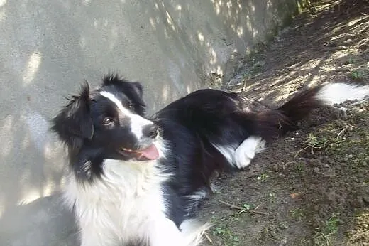 Border collie z rodowodem FCI po CHMPIONIE!,  wiel