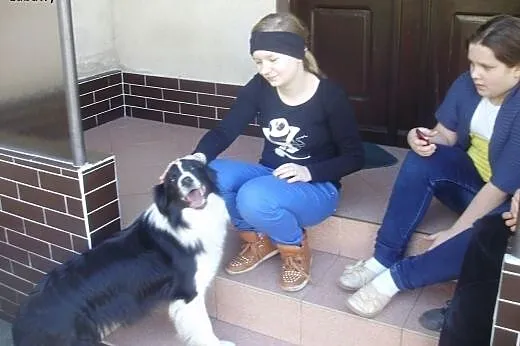 Border collie z rodowodem FCI po CHMPIONIE!,  wiel