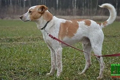 Wierszyk, piesek porzucony przez człowieka,  mazow