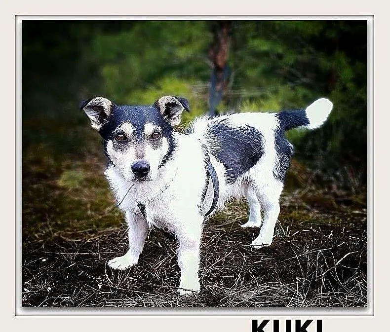 KUKI,terier mix,młody,mały,łagodny,wesoły,szczepiony piesek.ADOPCJA, Mazowieckie, Warszawa