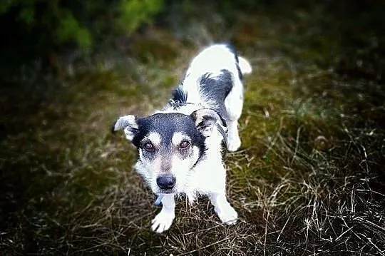 KUKI,terier mix,młody,mały,łagodny,wesoły,szczepiony piesek.ADOPCJA, Mazowieckie, Warszawa