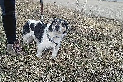 KUKI,terier mix,młody,mały,łagodny,wesoły,szczepiony piesek.ADOPCJA, Mazowieckie, Warszawa