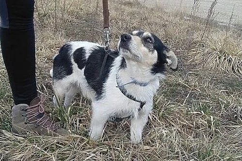 KUKI,terier mix,młody,mały,łagodny,wesoły,szczepiony piesek.ADOPCJA, Mazowieckie, Warszawa