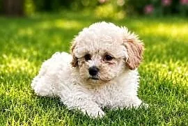 Maltipoo suczka gotowa do odbioru