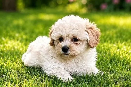 Maltipoo suczka gotowa do odbioru, Opolskie, Krapkowice