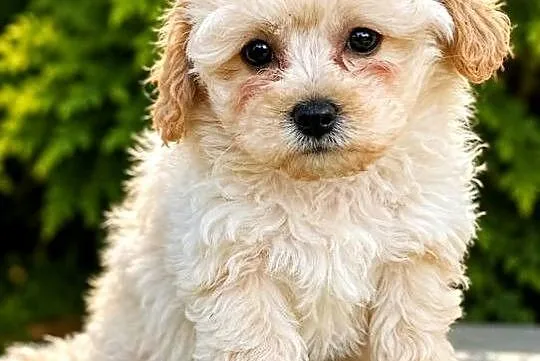 Maltipoo suczka gotowa do odbioru, Opolskie, Krapkowice