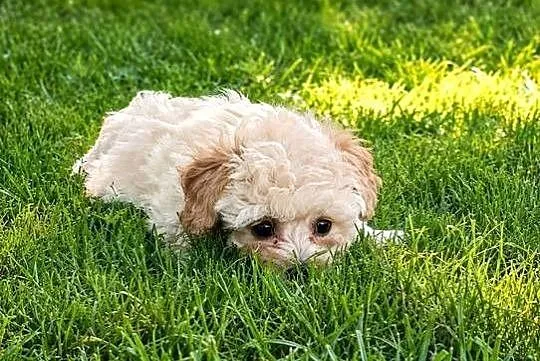Maltipoo suczka gotowa do odbioru, Opolskie, Krapkowice