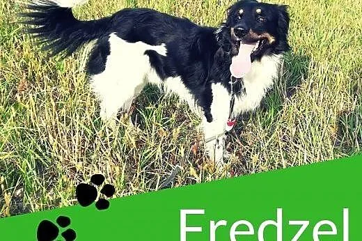 Frędzelek-3letni, 12kg, wesoły, towarzyski, kontaktowy,  dolnośląskie Wrocław, 