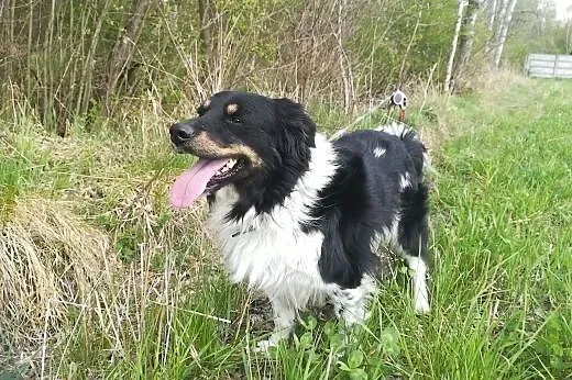 Frędzelek-3letni, 12kg, wesoły, towarzyski, kontaktowy,  dolnośląskie Wrocław, 