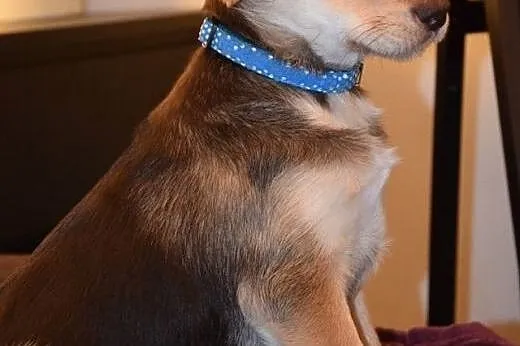 Mia - młodziutka, słodziutka sunieczka szuka domu!
