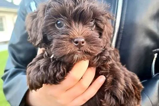 Shihpoo szczenięta mix pudel i shih tzu
