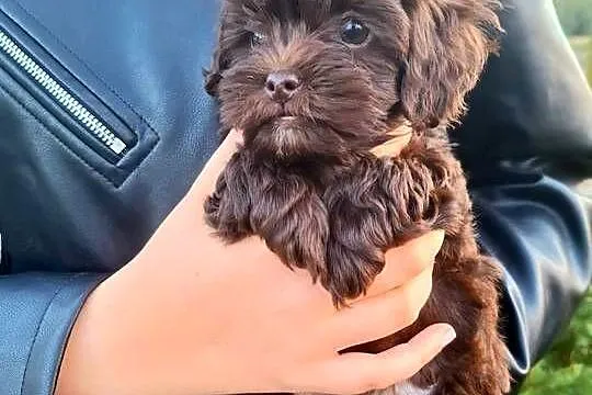 Shihpoo szczenięta mix pudel i shih tzu, Mazowieckie, Maków Mazowiecki