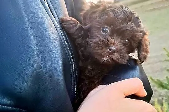 Shihpoo szczenięta mix pudel i shih tzu, Mazowieckie, Maków Mazowiecki