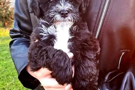 Shihpoo szczenięta mix pudel i shih tzu, Mazowieckie, Maków Mazowiecki