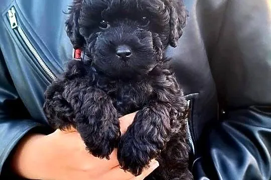 Shihpoo szczenięta mix pudel i shih tzu, Mazowieckie, Maków Mazowiecki