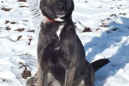 Tina-kochana suczka do adopcji