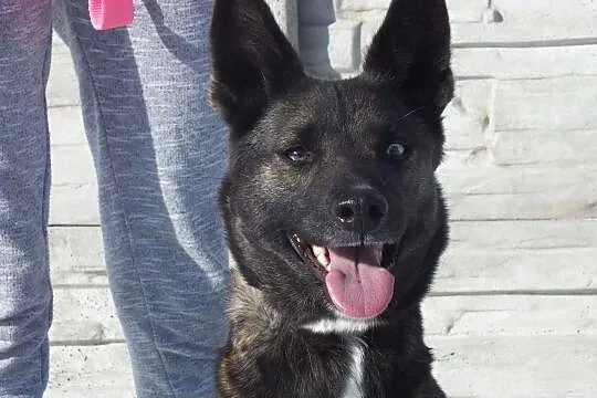 Tina-kochana suczka do adopcji, , Kłodzko