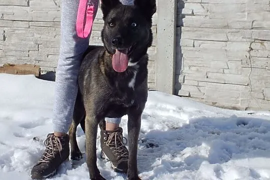 Tina-kochana suczka do adopcji, , Kłodzko