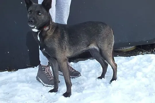 Tina-kochana suczka do adopcji, , Kłodzko