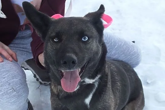 Tina-kochana suczka do adopcji, , Kłodzko