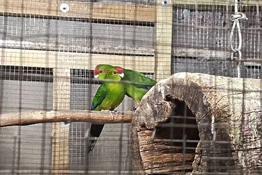 Modrolotki (Kozy), Kujawsko-pomorskie, Piotrków Kujawski