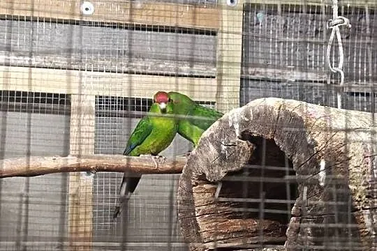 Modrolotki (Kozy), Kujawsko-pomorskie, Piotrków Kujawski