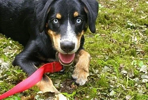 Snoopy - uroczy psiak mix husky czeka na dom, kuj
