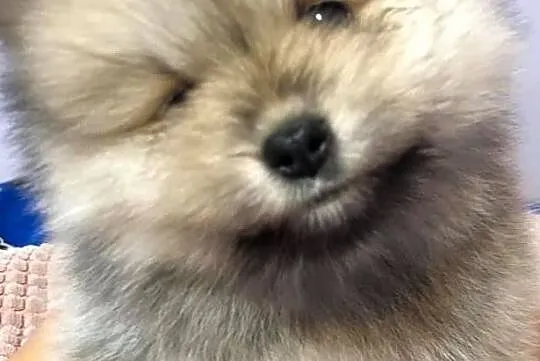 Szpic Miniaturowy Pomeranian Boo Dziewczynka, Koło