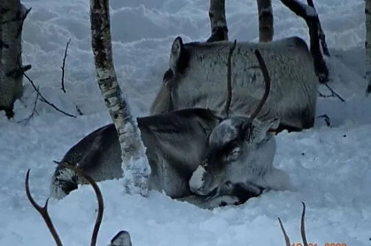 Sprzedam  renifera Skandynawia Reindeer