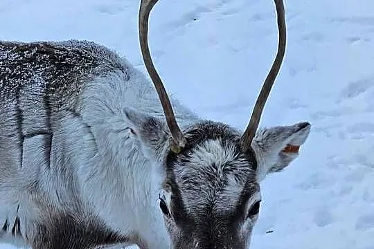 Sprzedam  renifera Skandynawia Reindeer, Podlaskie, Łomża