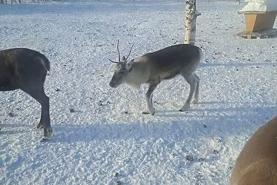 Sprzedam  renifera Skandynawia Reindeer, Podlaskie, Łomża