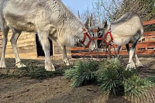 Sprzedam  renifera Skandynawia Reindeer, Podlaskie, Łomża