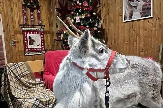 Sprzedam  renifera Skandynawia Reindeer, Podlaskie, Łomża