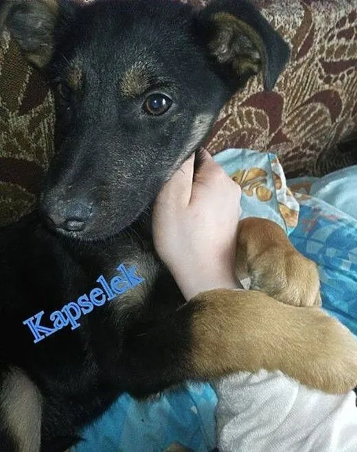 Szczeniak z Radys pilnie szuka domu, Kundelki cał
