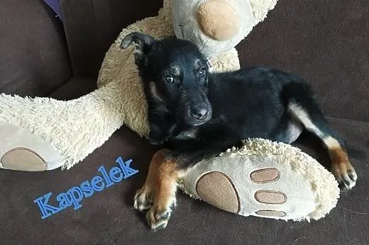 Szczeniak z Radys pilnie szuka domu,  Kundelki cał