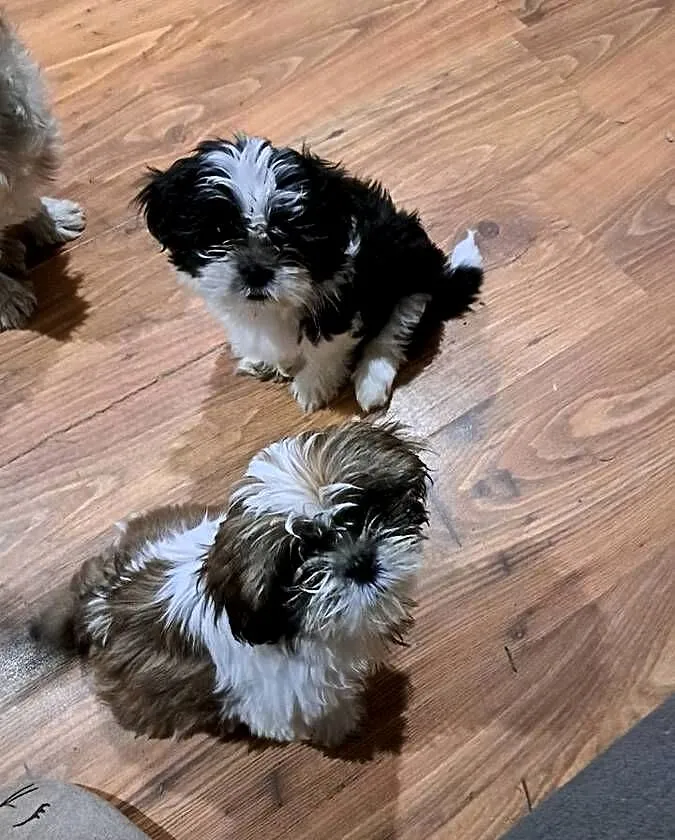 Shih-Tzu, Łódzkie, Bałdrzychów
