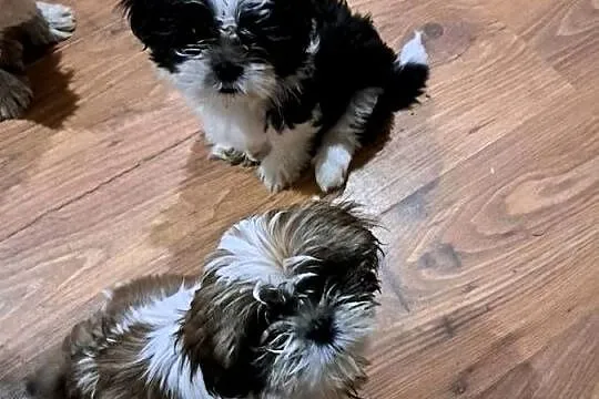 Shih-Tzu, Łódzkie, Bałdrzychów