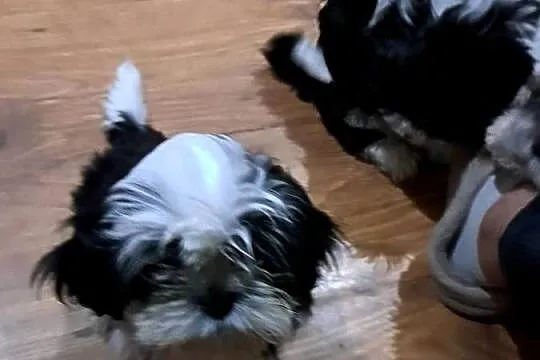 Shih-Tzu, Łódzkie, Bałdrzychów