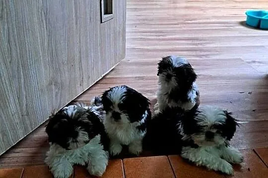 Shih-Tzu, Łódzkie, Bałdrzychów