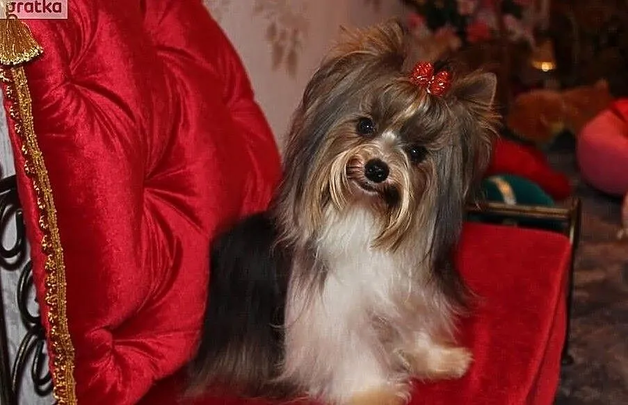 Reproduktor-Biewer Yorkshire terrier -ZKwP/FCI waga-1,60 kg, Śląskie, Orzesze