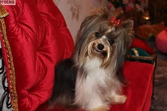 Reproduktor-Biewer Yorkshire terrier -ZKwP/FCI waga-1,60 kg, Śląskie, Orzesze
