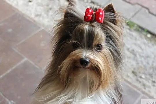 Reproduktor-Biewer Yorkshire terrier -ZKwP/FCI waga-1,60 kg, Śląskie, Orzesze