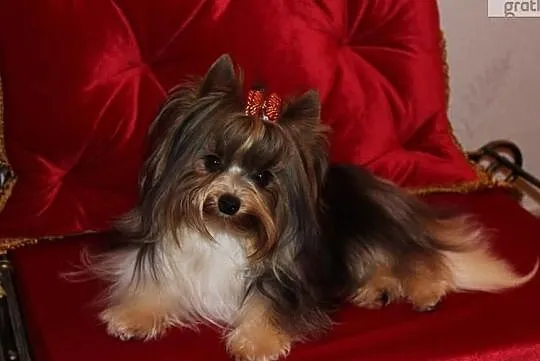 Reproduktor-Biewer Yorkshire terrier -ZKwP/FCI waga-1,60 kg, Śląskie, Orzesze
