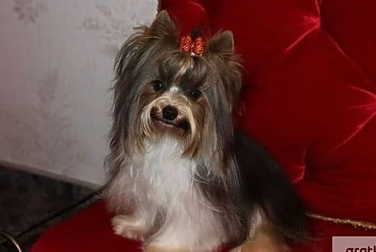Reproduktor-Biewer Yorkshire terrier -ZKwP/FCI waga-1,60 kg, Śląskie, Orzesze
