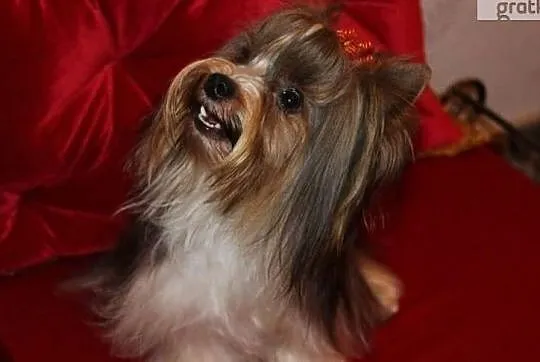 Reproduktor-Biewer Yorkshire terrier -ZKwP/FCI waga-1,60 kg, Śląskie, Orzesze