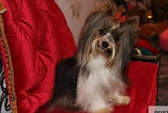 Reproduktor-Biewer Yorkshire terrier -ZKwP/FCI waga-1,60 kg, Śląskie, Orzesze
