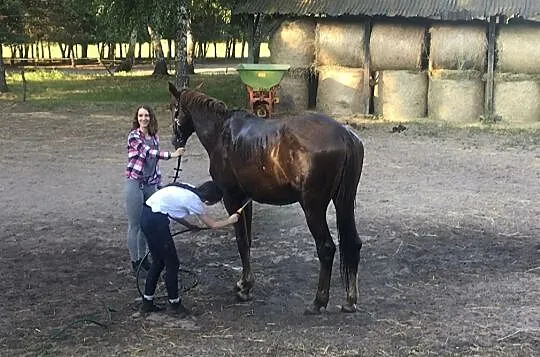 Wałach 4 lata, , 